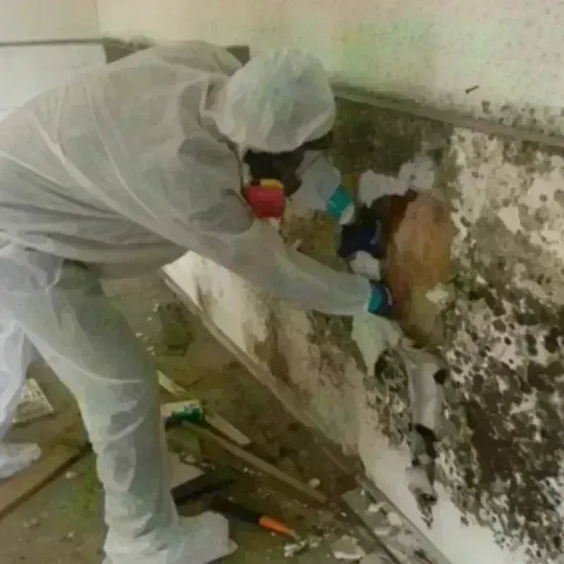 Mold Remediation and Removal in Emory, VA